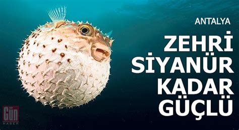 S­i­y­a­n­ü­r­ ­K­a­d­a­r­ ­G­ü­ç­l­ü­ ­Z­e­h­r­i­ ­O­l­a­n­ ­­B­a­l­o­n­ ­B­a­l­ı­ğ­ı­­ ­T­e­h­l­i­k­e­ ­S­a­ç­ı­y­o­r­